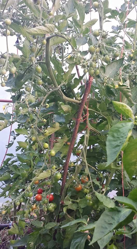 Imagine din solariile Legume Ghizdaru