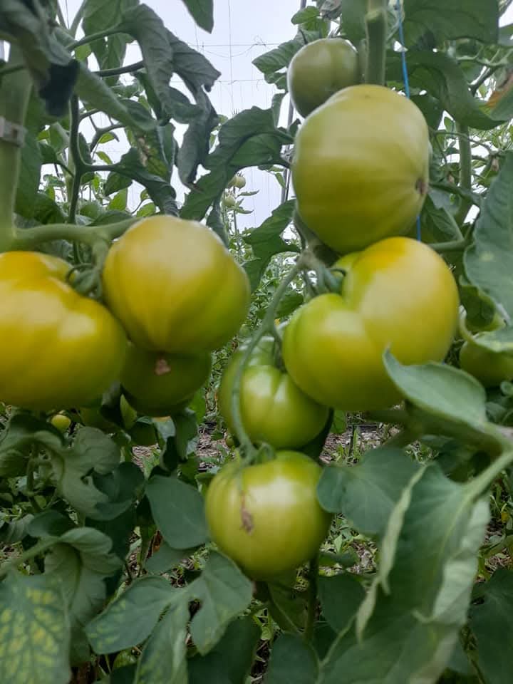 Imagine din solariile Legume Ghizdaru