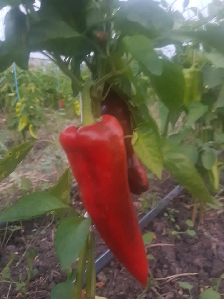 Rosii din solar